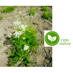 Wszewłoga Górska korzeń cały